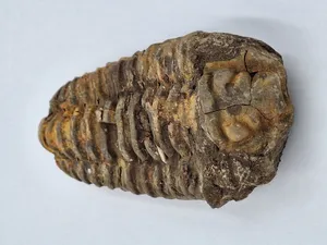 Trilobit